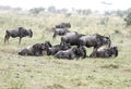 A herd of Wildebeest enjoying the rain Royalty Free Stock Photo