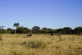 Herd of wildebeest grazing in dry yellow grass of African acacia bushveld landscape at Okonjima Nature Reserve, Namibia Royalty Free Stock Photo