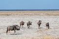 A herd of Wildebeest heading out the the Etosha Salt Pan Royalty Free Stock Photo