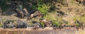 Herd of wildebeest in a line to cross the Nile River