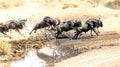 Herd of wildebeest