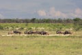 Herd wildebeest moves to a new location pastures. in the Et