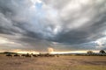 A herd of wildebeest on the plains under a storm cloud with a ray of light coming through the clouds Royalty Free Stock Photo