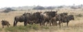 Herd Of Wildebeest On Safari Royalty Free Stock Photo