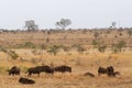 Herd of wildebeest wandering the savannah in the Kruger National Park in South Africa