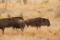 Herd of wildebeest wandering the savannah in the Kruger National Park in South Africa Royalty Free Stock Photo