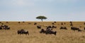 Herd of wildebeest, in a yellow grassy savannah, with a tree in the middle,a and clear blue sky