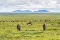 Herd of Wildebeest Zebra Gazelle antelope migration at Serengeti National Park in Tanzania, Africa Royalty Free Stock Photo