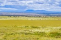 Herd of Wildebeest zebra migration at Serengeti National Park in Tanzania, Africa Royalty Free Stock Photo