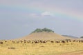 A herd of Wildebeests grazing around a hillock with beautiful rainbow at Masai Mara grassland, Kenya Royalty Free Stock Photo