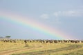 A herd of Wildebeests grazing with beautiful rainbow at Masai Mara grassland, Kenya Royalty Free Stock Photo