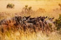 Herd of wildebeests having rest during migration