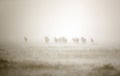 Herd of Wildebeests in heavy rainfall, Masa Mara