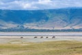 Herd of wildebeests in the Ngorongoro