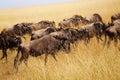 Herd of wildebeests pasturing at Kenyan savanna