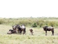 A herd of Wildebeests in savannah Royalty Free Stock Photo