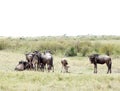 A herd of Wildebeests in savannah