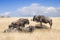 Herd of wildebeests