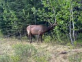 A herd of Woodland Caribou along side of the road on Maligne Road in Jasper National Park in Canada Royalty Free Stock Photo