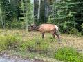 A herd of Woodland Caribou along side of the road on Maligne Road in Jasper National Park in Canada Royalty Free Stock Photo