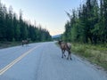 A herd of Woodland Caribou along side of the road on Maligne Road in Jasper National Park in Canada