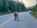 A herd of Woodland Caribou along side of the road on Maligne Road in Jasper National Park in Canada