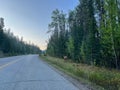 A herd of Woodland Caribou along side of the road on Maligne Road in Jasper National Park in Canada