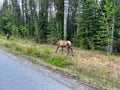 A herd of Woodland Caribou along side of the road on Maligne Road in Jasper National Park in Canada Royalty Free Stock Photo