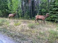 A herd of Woodland Caribou along side of the road on Maligne Road in Jasper National Park in Canada Royalty Free Stock Photo