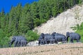 A herd of woolly mammoths, a sculptural composition outdoor in Khanty-Mansiysk, Russia