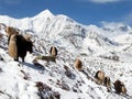 Herd of yaks, Annapurna range, Nepal himalayas Royalty Free Stock Photo