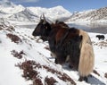 Herd of yaks, Annapurna range, Nepal himalayas Royalty Free Stock Photo