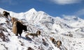 Herd of yaks, Annapurna range, Nepal himalayas Royalty Free Stock Photo