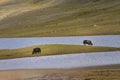 A herd of yaks graze in Shimshal at 4800m Royalty Free Stock Photo