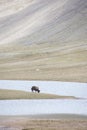 A herd of yaks graze in Upper Shimshal rivers at 4800m altitude mountain