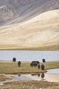 A herd of yaks graze in Upper Shimshal rivers at 4800m altitude mountain