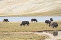 A herd of yaks graze in Upper Shimshal rivers at 4800m altitude mountain