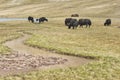 A herd of yaks graze in Upper Shimshal rivers at 4800m altitude mountain