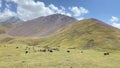 A herd of yaks grazes on a green field under Lenin Peak. Beautiful mountain landscape of Pamir