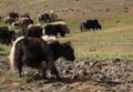 Herd of yaks Royalty Free Stock Photo