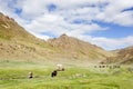 Herd of yaks Royalty Free Stock Photo