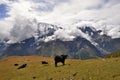 A herd of yaks in Himalaya mountains. Annapurna Circuit Trek, Manang District, Nepal, Asia. Royalty Free Stock Photo
