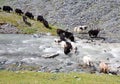 Herd of yaks passes through the mountain river