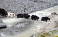 Herd of yaks passes through the mountain river