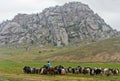 A herd of Yaks on a pasture