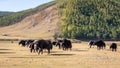 A herd of yaks roams through central Mongolia. Royalty Free Stock Photo