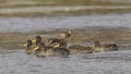 Herd of Yellow-billed Ducks Royalty Free Stock Photo