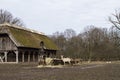 A herd of young and adult deer near a manger with hay during a meal next to an authentic old barn covered with moss in Denmark.