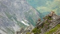 Herd of young alpine ibex mountain goats on a jagged rocky mountain peak in the Swiss Alps Royalty Free Stock Photo