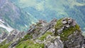 Herd of young alpine ibex mountain goats on a jagged rocky mountain peak in the Swiss Alps Royalty Free Stock Photo